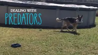 Dealing With Predators