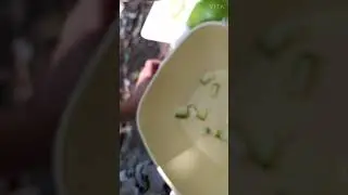 pacha manga