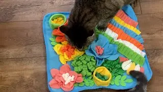 Cats Sniffing&nbsp;for Food&nbsp;- Cats&nbsp;using Snuffle mats