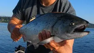 Catching a King Salmon in 15 minutes.  Puget Sound.