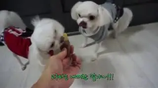 귀염주의보!!강아지 말티즈 고구마쟁탈전 고구마 먹고싶어용!!