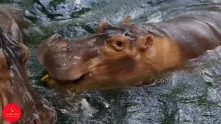 WILDLIFE IN 4K ULTRA HD Discover 4Kdownload