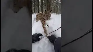 We Saved An Animal And Gave Them A Second Chance ❤️