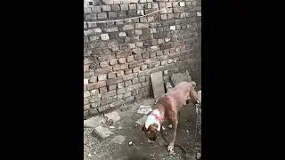 Dog catching food with mouth ☝☝#shorts