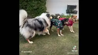 #dogdance  #roughcollie #gangster 