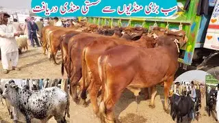 Mandi Ahmadabad Cattle Mandi Latest Update 12 November 2021 Business talks official