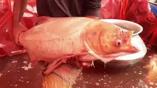 Is it Fish! Oh My God | Don&rsquo;t Miss @fishneel