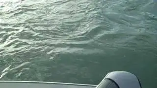the big alaskan lunker - king salmon fishing on the kenai