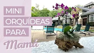 ARREGLO DE MINI ORQUIDEAS PARA MAMÁ 🌺🌱