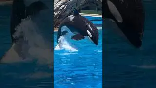 Shouka is picture perfect 🖤🤍🖤🤍 #seaworldsandiego #sandiego #orca #killerwhale
