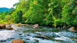 Relaxing River Sounds in the Forest 🌿 White Noise for Deep Sleep