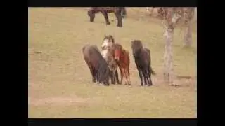 Fjallaborg Hengstherde