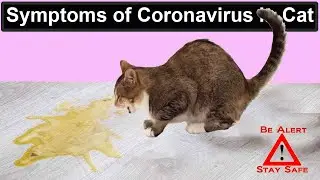 Symptoms of Coronavirus in Cat