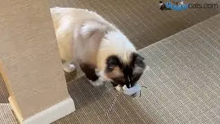 Cat Meows with Toy in Mouth - 16-Year Old Ragdoll Cat Murphy