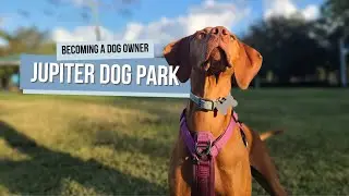 Willa's Dog Park Adventure: Cinquez Dog Park in Jupiter, Florida! 🐾🌳