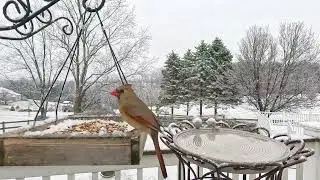 Birds At Bird Feeder | Relaxing Bird Sounds For Deep Sleep | CAT TV-Birds For Cats To Watch 