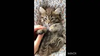 Cat, animals ,dog, Fred's