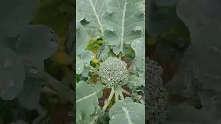 Mini Broccoli garden.