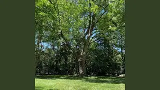Magic Maple