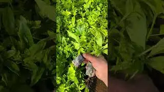 Mexican orange leaf seedlings