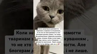 🥺🙏 #youtube #cat #dog #ukraine #help