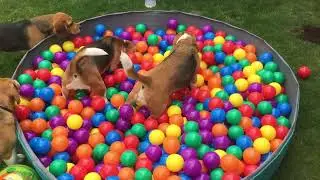 Beagle Dogs and Puppies Go Wild at the Cutest Party Ever!
