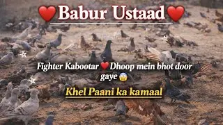 Kabootar Nazro se ghayab | Khel Paani | Karachi Fighter Pigeons🕊️🕊️❤️