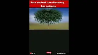 Rare ancient tree discovery has scientists &lsquo;gobsmacked&rsquo;|Shorts