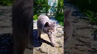 Relocation Expert 😂 #cat #familyru #funny #funnyshorts #юмор #shorts #приколы   #youtube