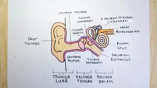 Cara menggambar telinga dan bagian-bagiannya