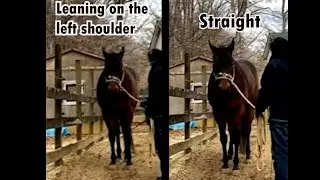 Rein back to IMPROVE your horse's balance (not for obedience)