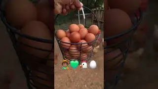 Grateful for Backyard Eggs 🐔 | ISA Brown Chickens & the Joy of Homegrown Food 🥚🌿