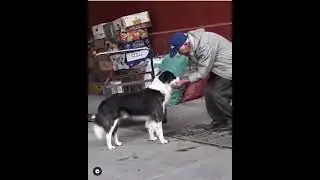 Poor man helps a dog #144 || koko animals