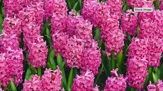 Roberta's 326-Piece The Works Spring Garden on QVC