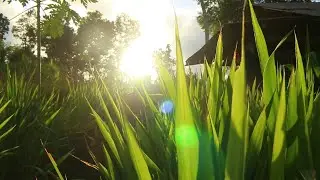 Beauty that is ignored - spirit of nature - slow motion cinematic nature videos