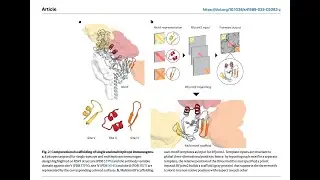 Accurate computational scaffolding of protein epitopes