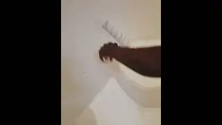 Professional painting work 