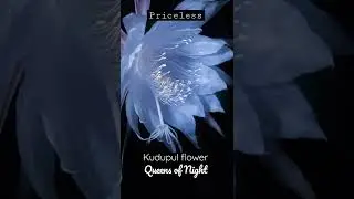 Priceless/Flower/Kudupul/Sri Lanka