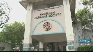 Hawaiian Humane Society offers $5,000 reward to catch the culprit behind a disturbing cat video.