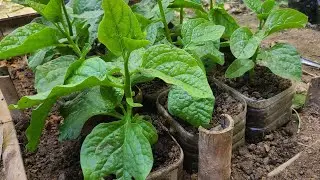 Recycle plastic bottles to grow clean vegetables at home