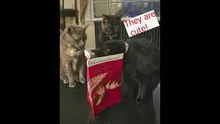 Gorda, Stella, and Janera: Cats that Love to Read the Pickle and Pumpkin Books!