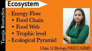 Ecosystem - Energy Flow | Ecological Pyramid | Food Chain |Food Web | GFC/DFC |Class 12 Biology/NEET