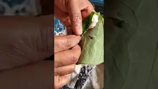 Come and learn how to tie Ekwang Coco. #food  #chef  #cooking