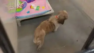 68 Dogs Receive First Blanket After Rescue from Commercial Breeding Facilities