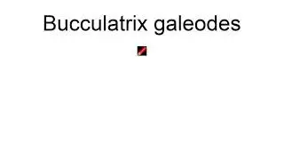 Bucculatrix Galeodes