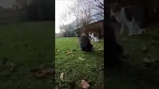 🐰💥 Hero Rabbit Tackles Cat to Save Babies #Rabbit #Cat #Animals