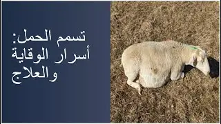 تسمم الحمل في الاغنام و الماعز .. أسرار الوقاية والعلاج
