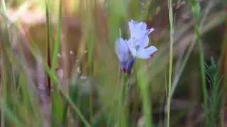 Renosterveld in dire straits... conservation of the world's richest plant kingdom.