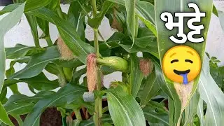 आइये छत में भुट्टे 🌽 उगाते हैं | Grow Corn in Grow Bag on Terrace Garden