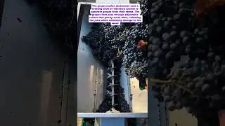 Grape Crusher Destemmer: Unveiling the Winemaking Magic!